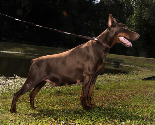 Shasta Di Aria Dobermans + Brown + Female
